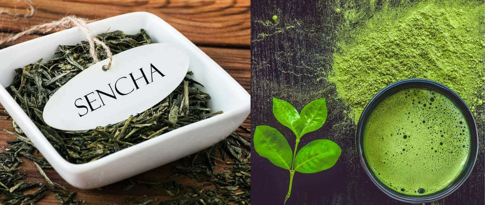Powdered matcha beside needle-shaped sencha leaves